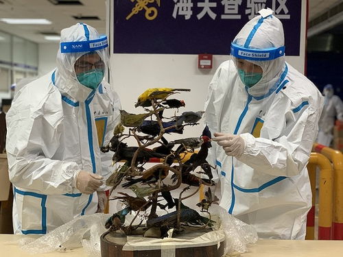 上海浦東機場海關查獲快件渠道涉瀕危工藝品，凸顯藝術品進出口監管挑戰